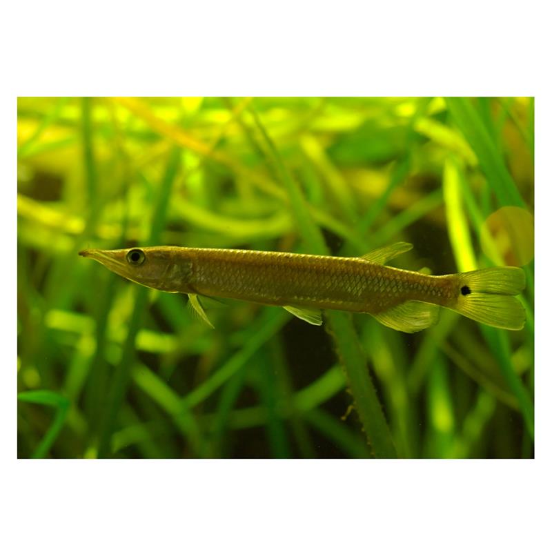 Ctenolucius hujeta - imagine 4